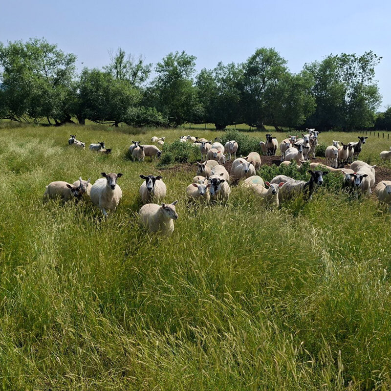 A picture of multiple sheep's in an overgrown grass field