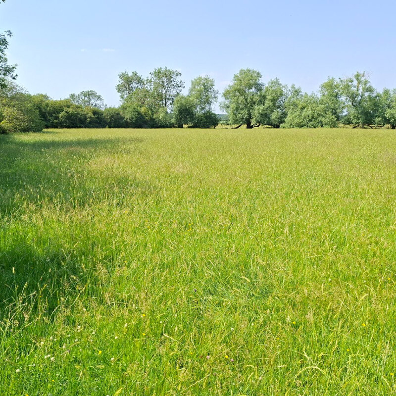 A picture of luscious green grass in an open field when it is sunny outside that contains trees in its background
