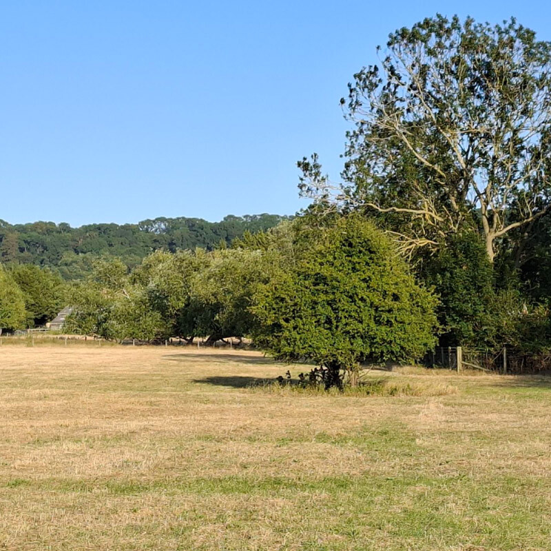 A picture of a drier grass field that contains trees in its background